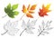 Set of autumn leaves. Maple, Acer negundo, Hop.