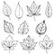 Set of autumn leaves set for coloring page vector, a branch of ripe rowan vector illustration, harvest leaf coloring pages