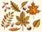 Set of Autumn leaves. Vector Hand drawn colored maple, birch, chestnut, acorn, ash tree, oak. Sketch. Engraving illustration.