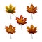 Set of autumn maple laves in different autumnal green, yellow, orange, red, brown colors isolated on white background.
