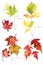 Set of autumn maple leaves Acer platanoides and Acer Ginnala, Acer negundo and Acer saccharinum ,watercolor drawing on a white