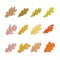 Set of autumn oak leaves. Isolated colorful illustrations on white background