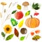 Set of autumn watercolor elements: pumpkin, apple, mushroom, viburnum, spikelets, leaves, sunflower, walnut isolated on
