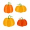 Set of autumnal pumpkins, vector illustration on white background