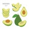 Set of Avocado Fruit Slices. Organic and healthy food isolated element Vector illustration.