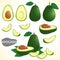 Set of avocado fruit in various styles vector format