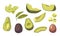 Set of Avocado Whole, Diced or Sliced Pieces, Green Leaves and Brown Pit. Fresh Fruit or Vegetable on White Background