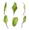 Set baby beet leaves. Vector