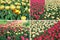 Set of backgrounds of many yellow and red tulips in a flowerbed