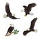 Set of bald eagles - vector illustration