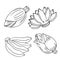 Set of banana fruit and banana flower blossom hand drawn-Vector Illustration