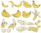 Set of bananas in clipart style