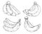 Set of bananas in clipart style