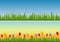 Set of Banners: Grass Vector