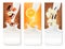 Set of banners with hazelnuts, chocolate, oranges and vanilla