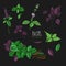 Set of basil plant, green and purple. Colorful hand drawn collection. Vector illustration on black background.