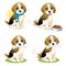 Set of Beagle puppy
