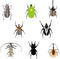 Set of beatles insects.