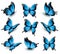 Set of beautiful blue butterflies.