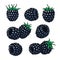 Set of Beautiful cartoon blackberry, symbol of summer. design for holiday greeting card and invitation of seasonal summer holidays