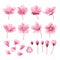 Set of beautiful cherry tree flowers isolated on transparent background. Collection of pink sakura or apple blossom