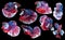 Set of beautiful eight betta fish, Collection movement of blue red Betta,  Siamese fighting fish, Halfmoon betta Rosetail,