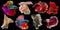 Set of beautiful eight betta fish, Collection in varies movement of multi color Siamese fighting fish, Halfmoon betta Rosetail,