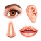 Set of beautiful female eye, nose, ear and shining mouth with glossy lips. Realistic Vector illustration.