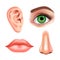 Set of beautiful female eye, nose, ear and shining mouth with glossy lips. Realistic Vector illustration.