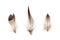 Set of beautiful fragile little bird feathers isolated