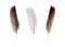 Set of beautiful fragile little bird feathers isolated