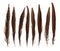 Set of beautiful fragile pheasant bird feathers isolated