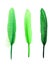 Set with beautiful green feathers on white background