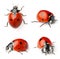 Set with beautiful ladybugs on white background