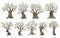 Set of beautiful magnificent olive trees silhouette isolated on white background. Premium quality illustration logo