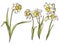 Set of beautiful narcissus flowers in hand drawn style