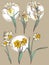 Set of beautiful narcissus and irises flowers