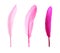 Set with beautiful pink feathers on white background
