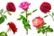 Set of beautiful red roses isolated on white background.