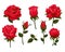 Set of beautiful red roses isolated on white background.Colorful vector roses for invitations, greeting cards, posters etc