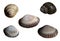 Set with beautiful river seashells. White isolated background with clipping path. Closeup. no shadows. For design.