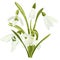 Set beautiful snowdrop flowers