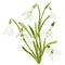 Set beautiful snowdrop flowers