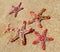 Set of beautiful starfishes are on the summer beach in ocean water. Summer time. Kenya, Africa.