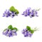 Set with beautiful wood violets on white background. Spring flowers