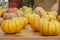 Set of beautiful yellow orange ripe squash pumpkins, harvesting vegetables, farmers market. striped pumpkin