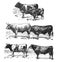 Set of beef cows and bull collage Vintage and Antique illustration from Petit Larousse 1914