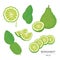 Set of Bergamot Fruit Slices. Organic and healthy food isolated element Vector illustration.