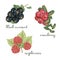 Set of berries Black Currant Cranberry Raspberry