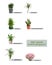 Set of best house plants for air quality improvement on background